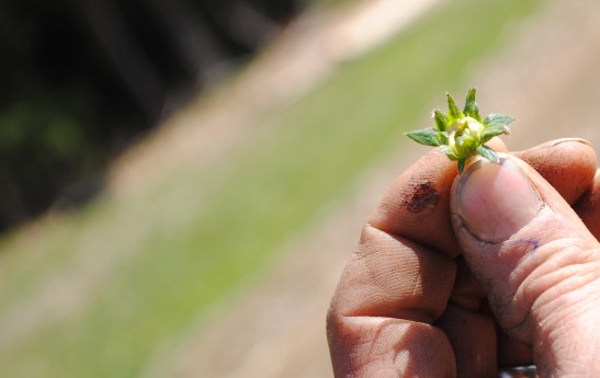 The Maine Farm Chick