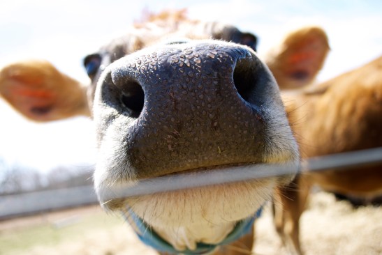 The Maine Farm Chick