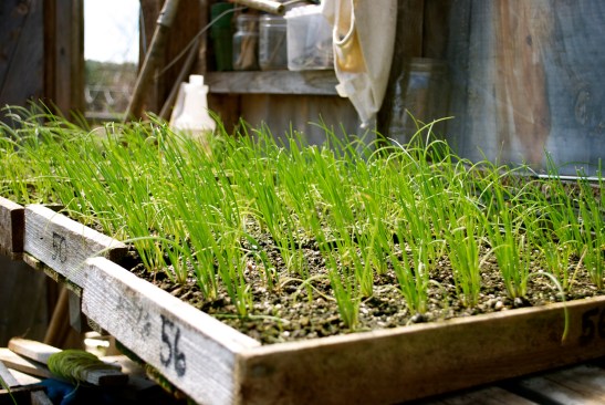 The Maine Farm Chick