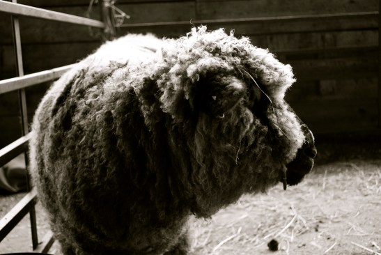 The Maine Farm Chick